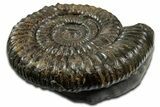 Jurassic Ammonite (Dactylioceras) Fossil - England #351159-1
